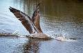 Brown Pelican-7